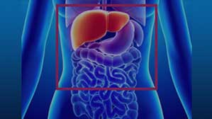 irmelmenzah_service_ABDOMINALE